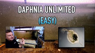 How I Raise Daphnia Water Fleas And You Can Too [upl. by Aissatsana469]