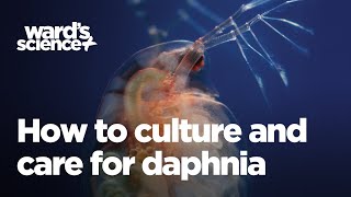 Caring and Culturing for Daphnia [upl. by Leirol]