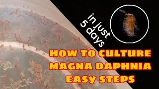 How to Culture Magna Daphnia Easily [upl. by Haile]