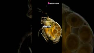 How to culture Daphnia for your Aquarium [upl. by Madaih684]