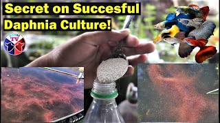 How to Culture Daphnia Successfully [upl. by Lesak]