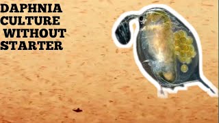 HOW TO CULTURE DAPHNIA NATURALLY WITHOUT A STARTER [upl. by Furtek]