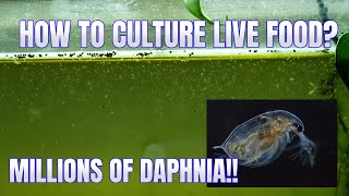 How to Culture Daphnia Secret Method to Breed MILLIONS  Simply Aquatic [upl. by Haidabez]