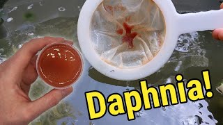 How I Culture Daphnia In Outdoor Tubs [upl. by Alla]