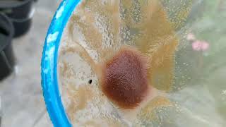 How to culture daphnia moina in a small container Part 1 English Subtitle [upl. by Oicnecserc]