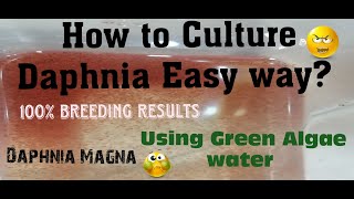 Daphnia MagnaHow to Culture Daphnia Easy wayCulturing Daphnia using Green water Daphnia [upl. by Valer]