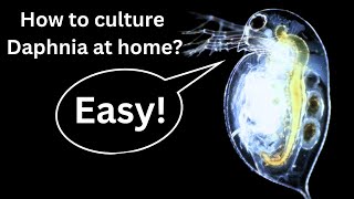 BEST Live Fish Food Beginner guide How to Culture Daphnia at home [upl. by Christiana]