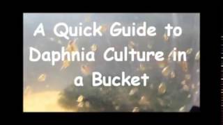 How to culture daphnia outside [upl. by Leva572]