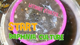 How to culture daphnia moina the easy way 1  Starting the Daphnia culture [upl. by Icaj247]