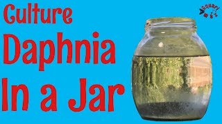 How to Culture Daphnia in a Jar [upl. by Airbmat]