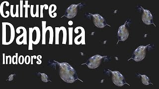 How to Culture Daphnia [upl. by Ycnahc]