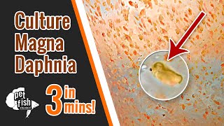 How to culture DAPHNIA MAGNA  The easy way [upl. by Htnicayh]