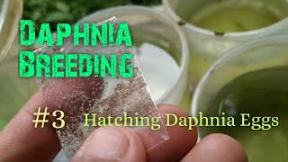 Daphnia Culture made simple and easy 3  Hatching Daphnia eggs [upl. by Soma]