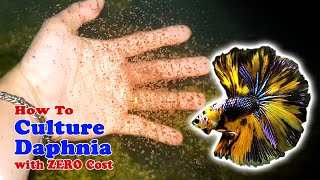 How to Culture Daphnia with ZERO Cost  Unlimited Live Food For Our Fish [upl. by Amairam791]