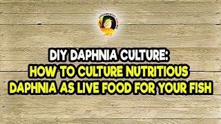 DIY Daphnia Culture How to Culture Nutritious Daphnia as Live Food for Your Fish [upl. by Eimrej]