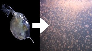 How I Culture Daphnia [upl. by Aggi]