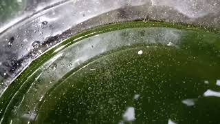 DAPHNIA MOINA CULTURE IN A SMALL BUCKET [upl. by Tombaugh111]