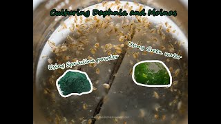 How To Culture Daphnia and Moinas using Green Water Spirulina powder [upl. by Ahsema]