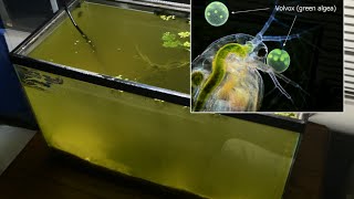 Raising Daphnia for the Freshwater Aquarium [upl. by Lleuqar]