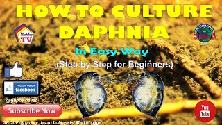 HOW TO CULTURE DAPHNIA In Easy Way [upl. by Zippel]